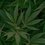 Coverages 1 pagetitle